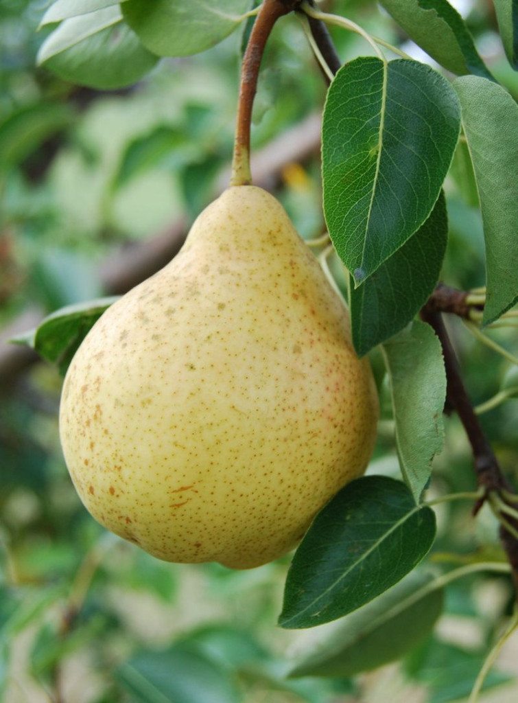 Pear